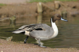 Видеокамера Canon XA11 в Москве