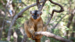 Объектив Canon RF 24-70mm F2.8L IS USM в Москве